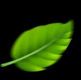Leaf